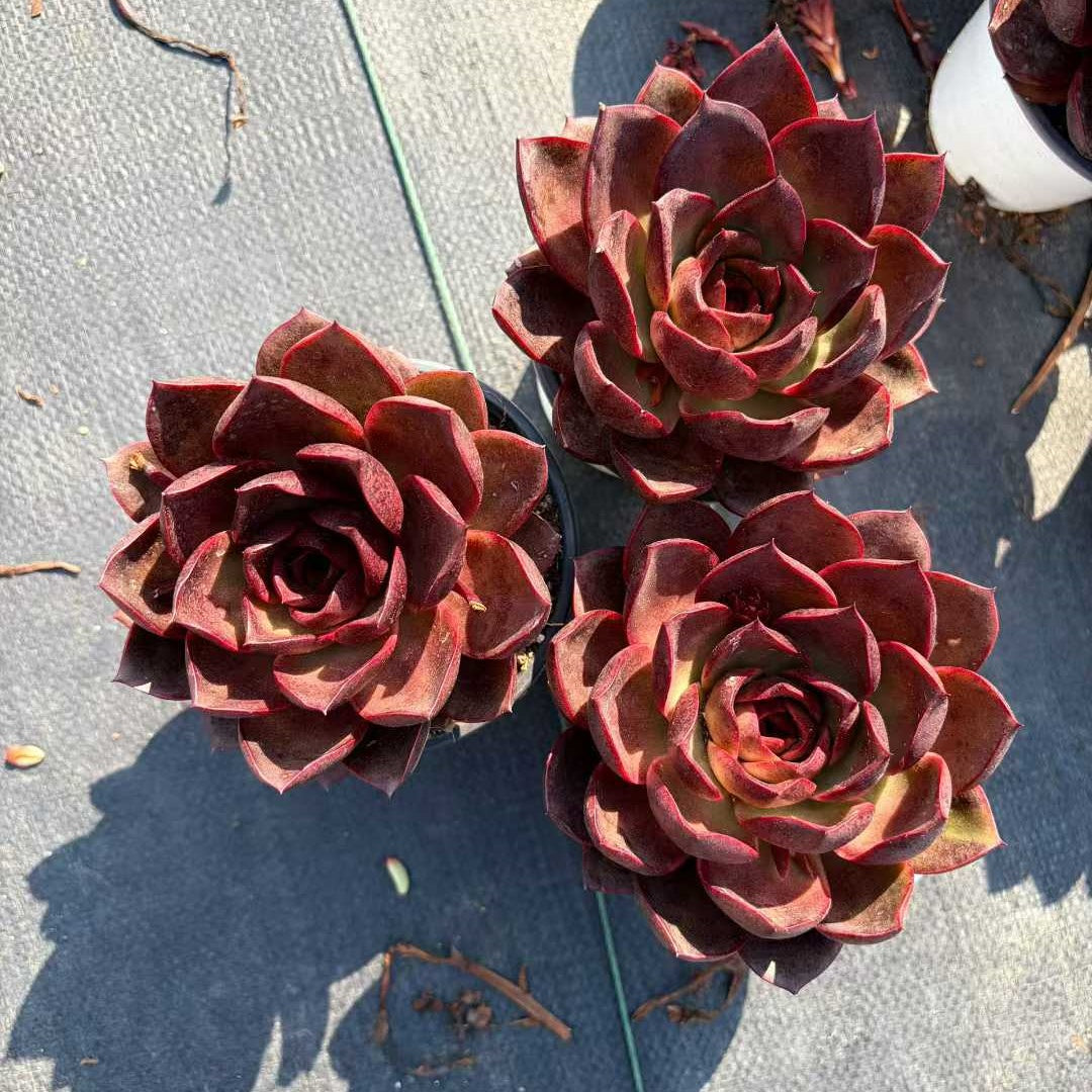 360776 Echeveria Red Rose (12cm pot size)