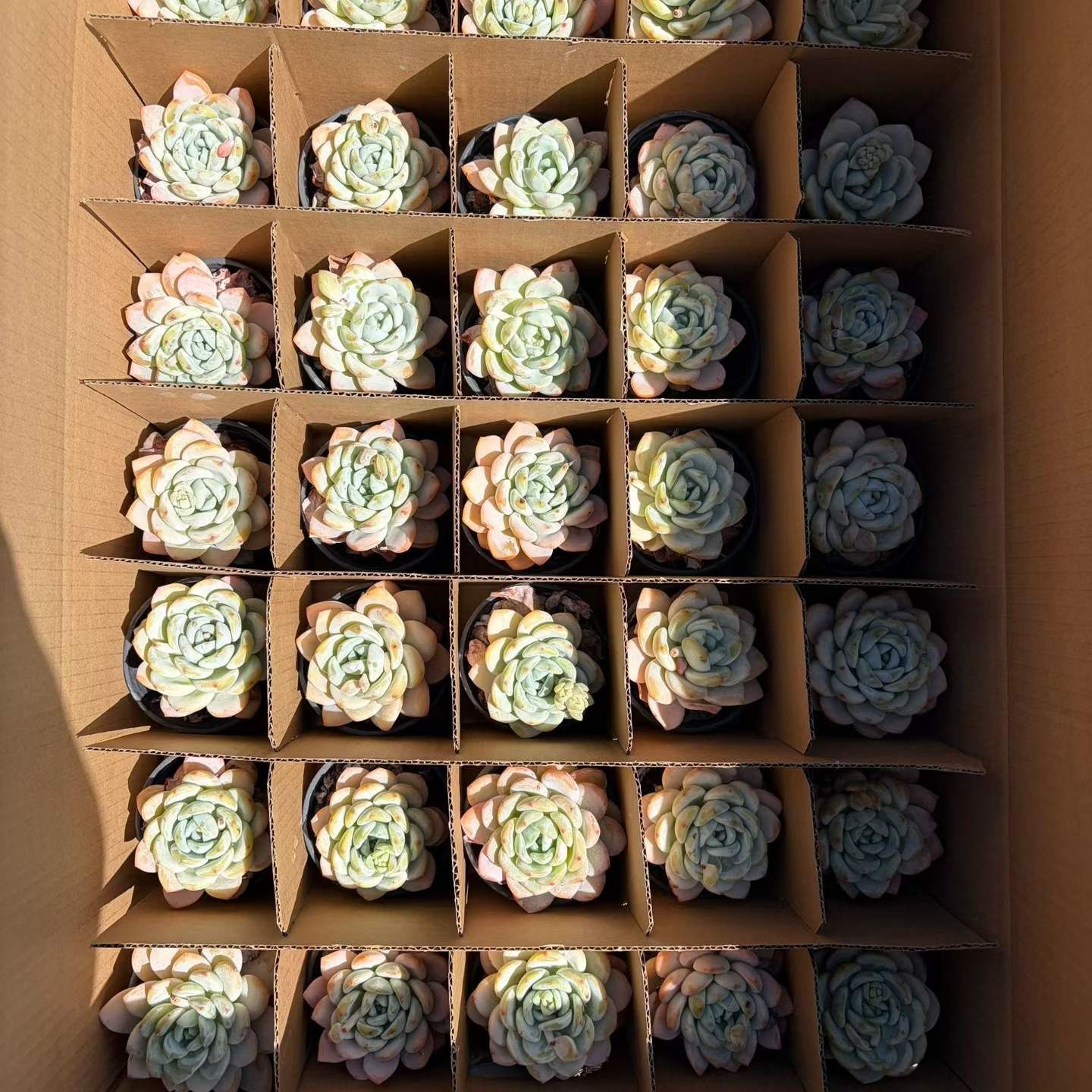 360789 Echeveria Cold Bouquet (9cm pot size)