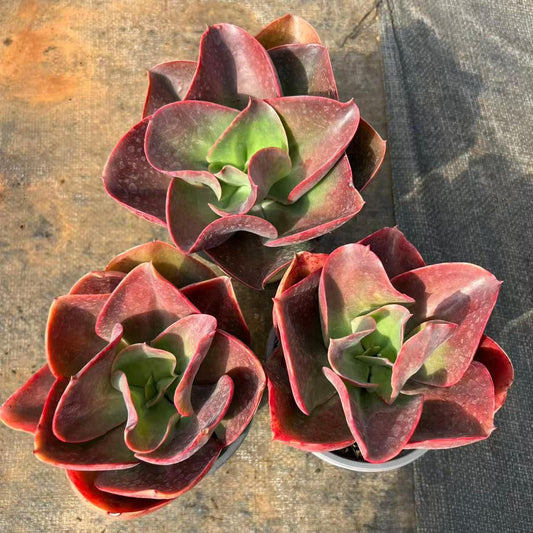 361168 Echeveria Red Glass (12cm pot size)