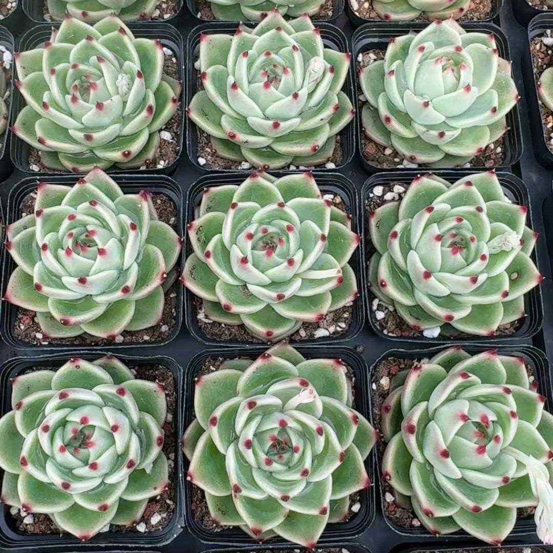 360375 Echeveria Blue Dragon (7cm pot size)
