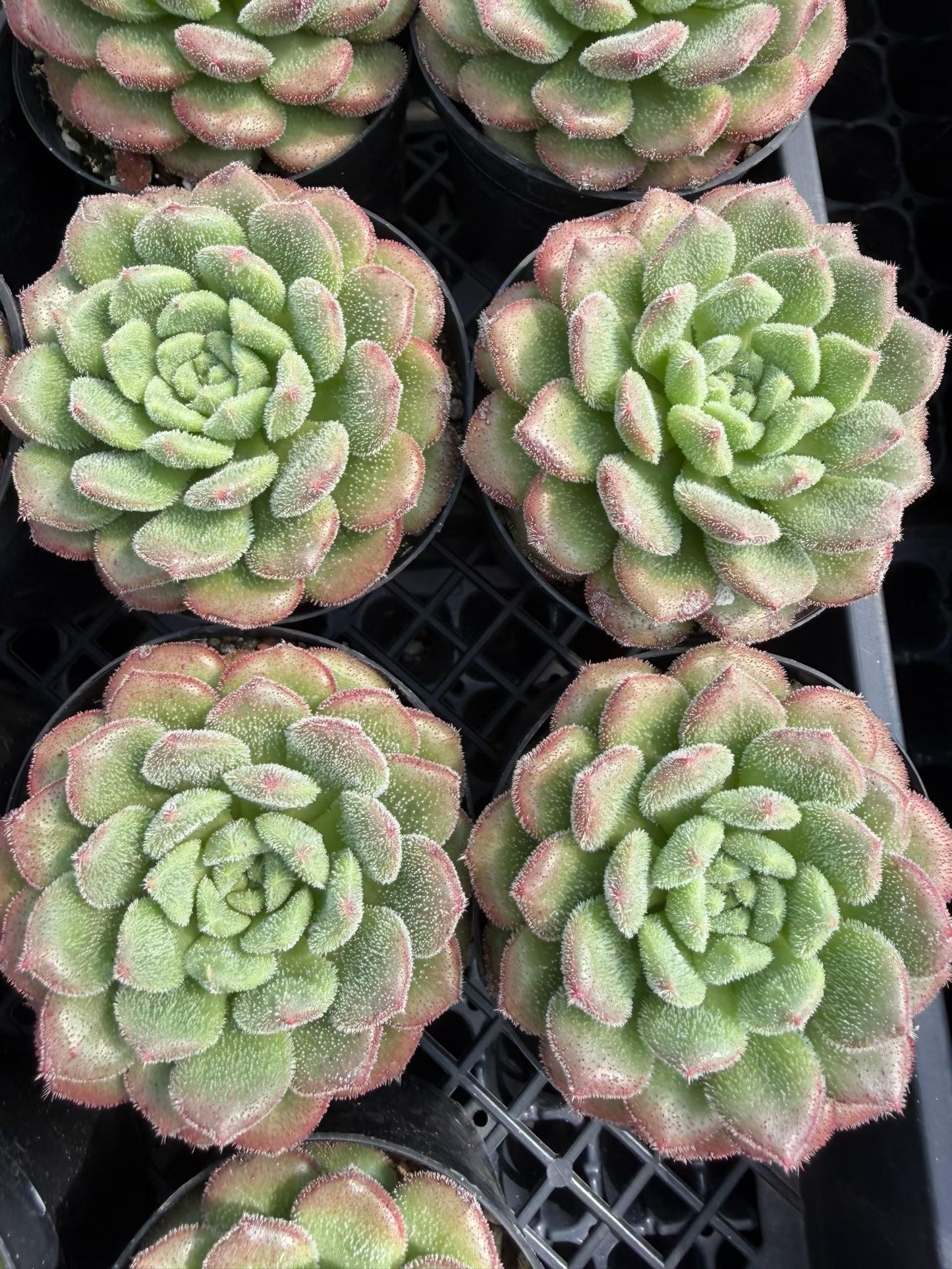 24722 Echeveria Carol (9cm pot size)