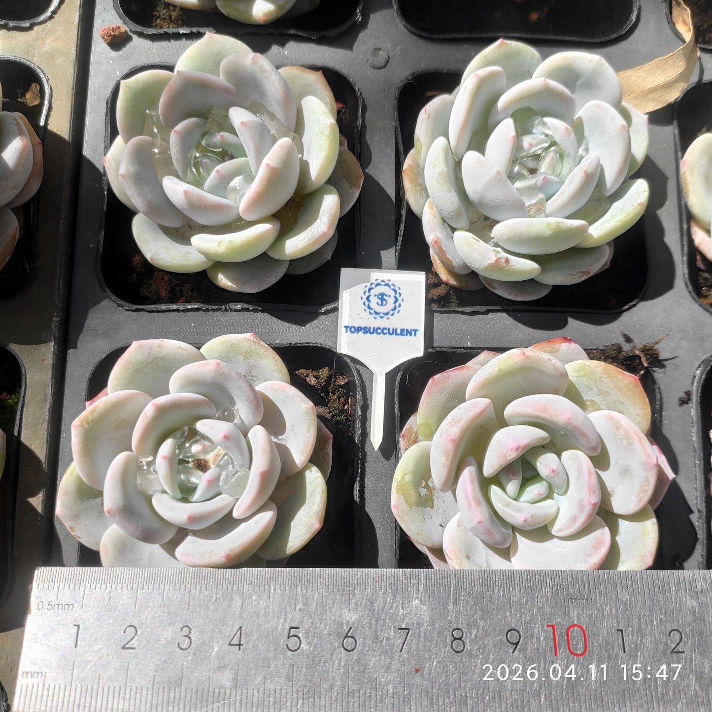 361497 Echeveria Alba Dream (6.5cm pot size)