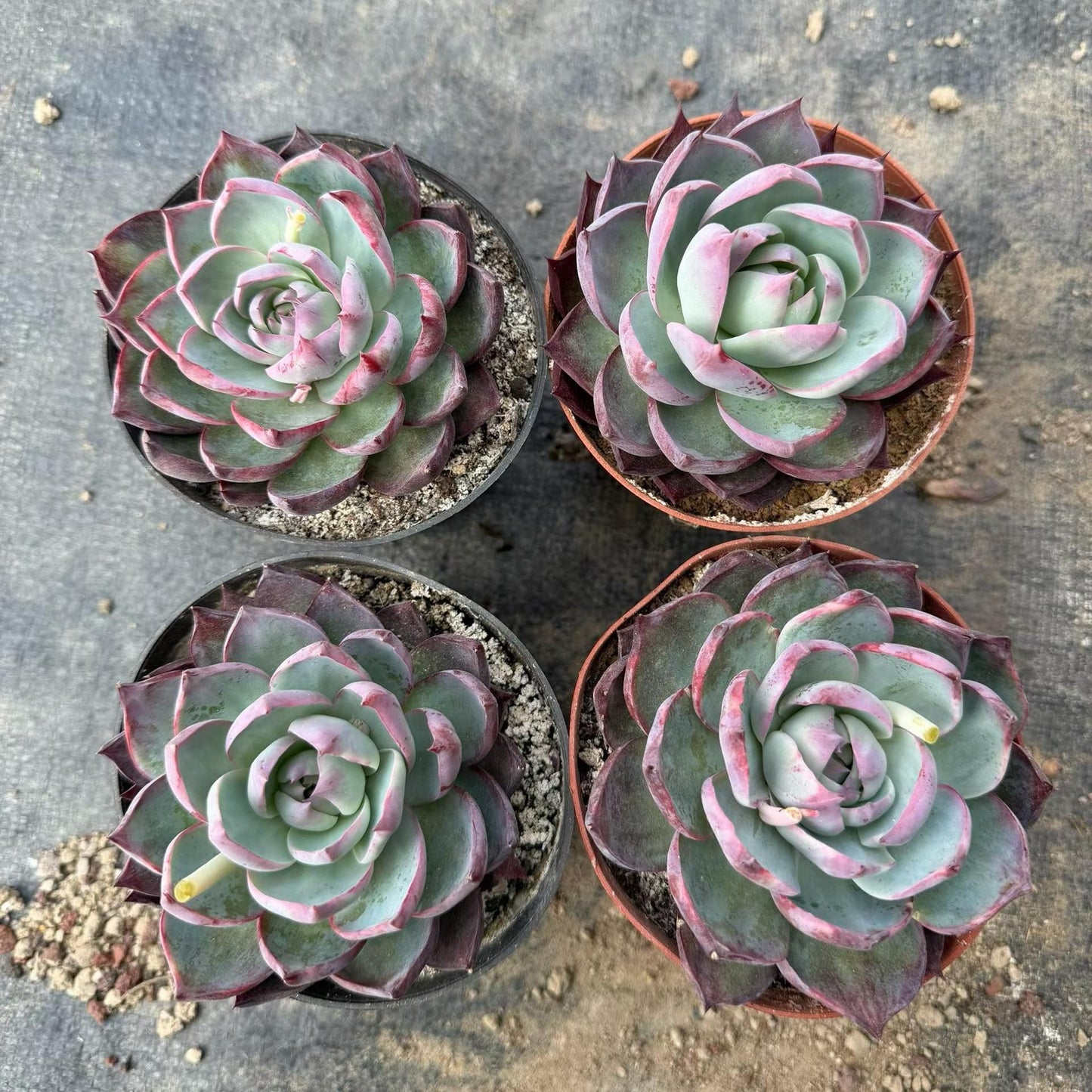 362010 Echeveria Casio (12cm pot size)
