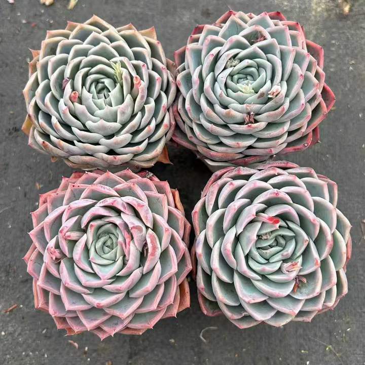 264143 Echeveria Alone Star (7cm pot size)