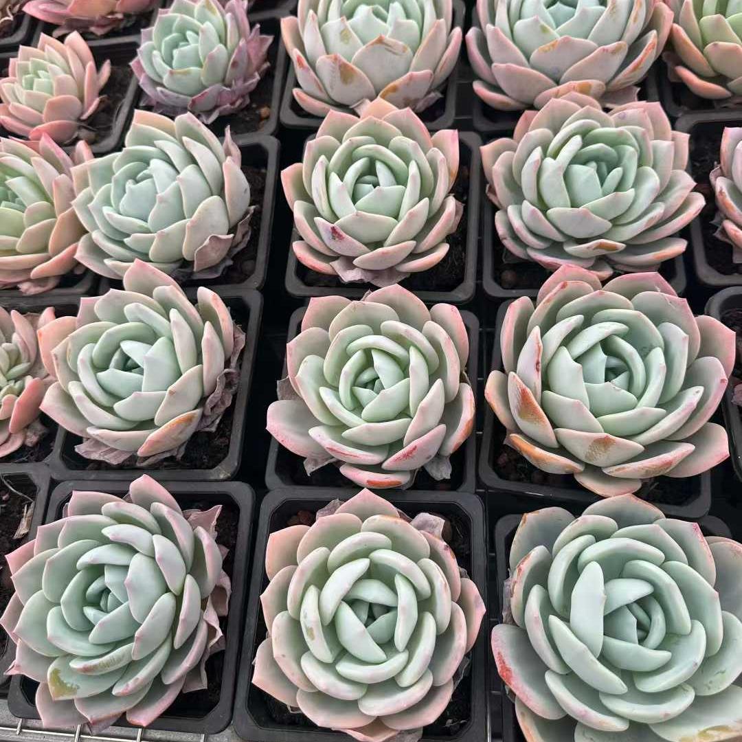 360171 Echeveria Phoenix Orange (12cm pot size)