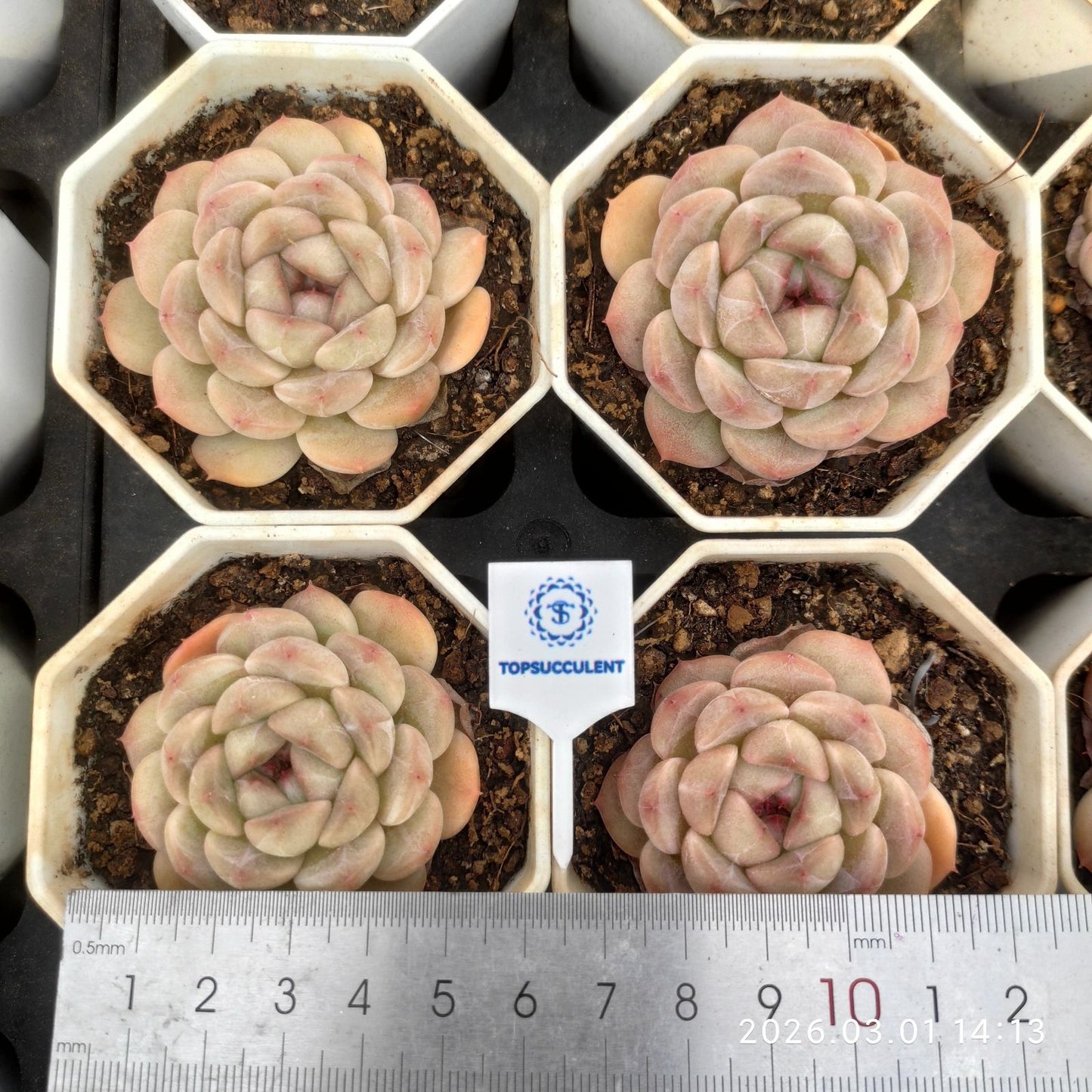 360134 (7cm pot size)