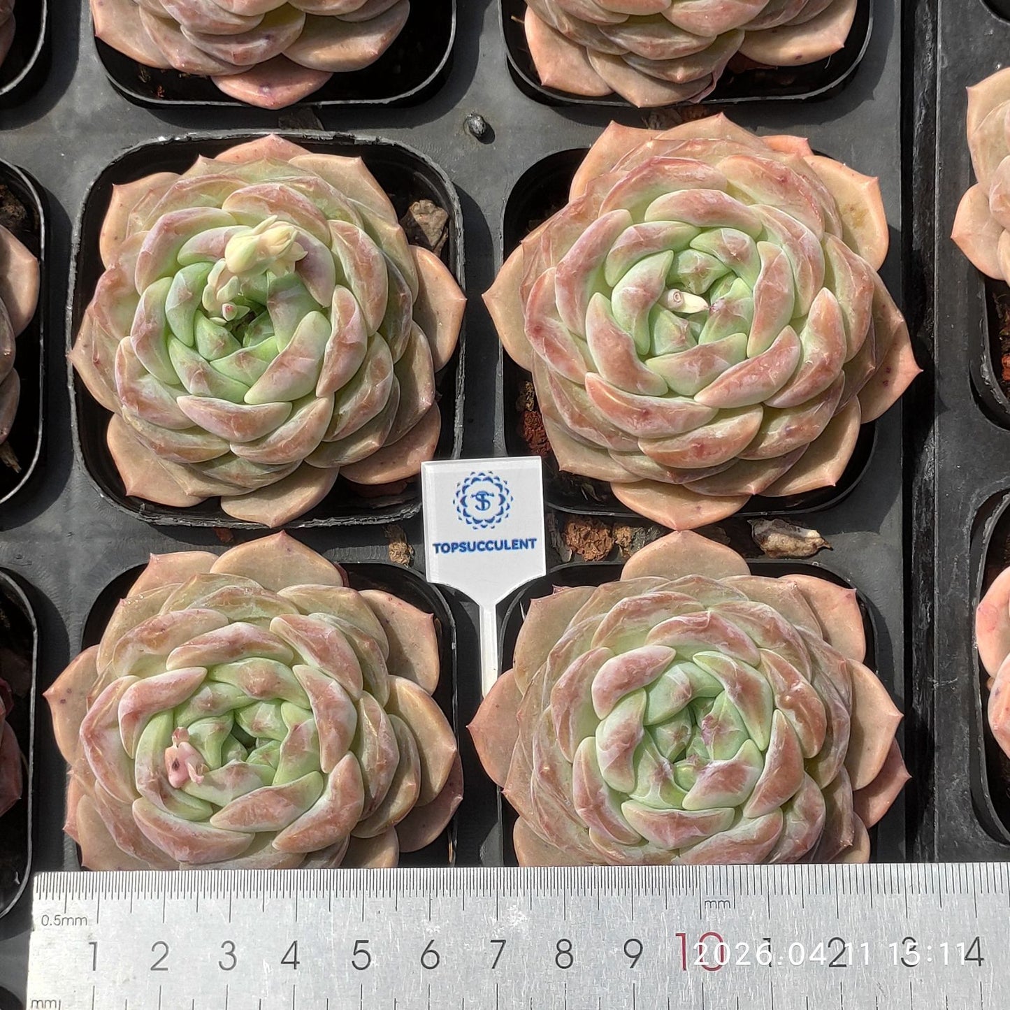 361481 Echeveria Ice Cream Puff (6.5cm pot size)