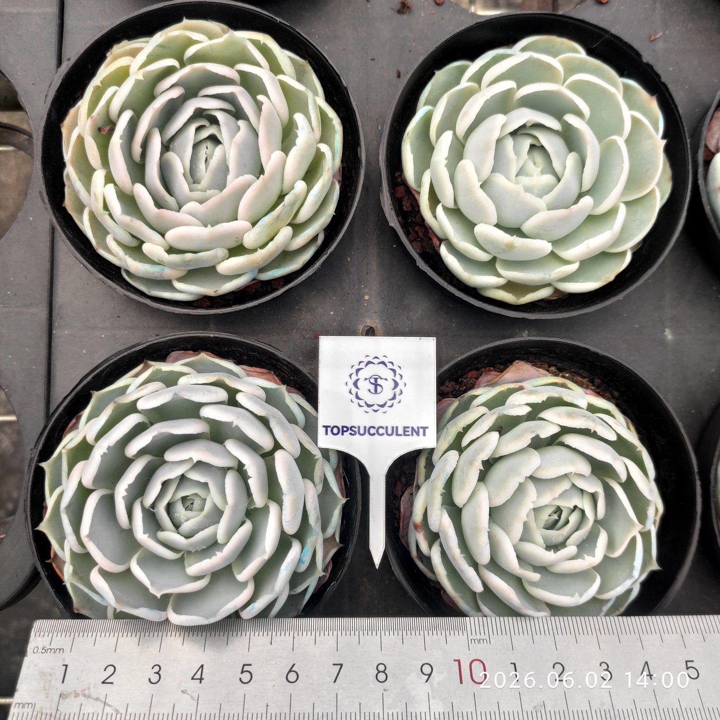 360975 Echeveria Ice Blue Velvet (9cm pot size)