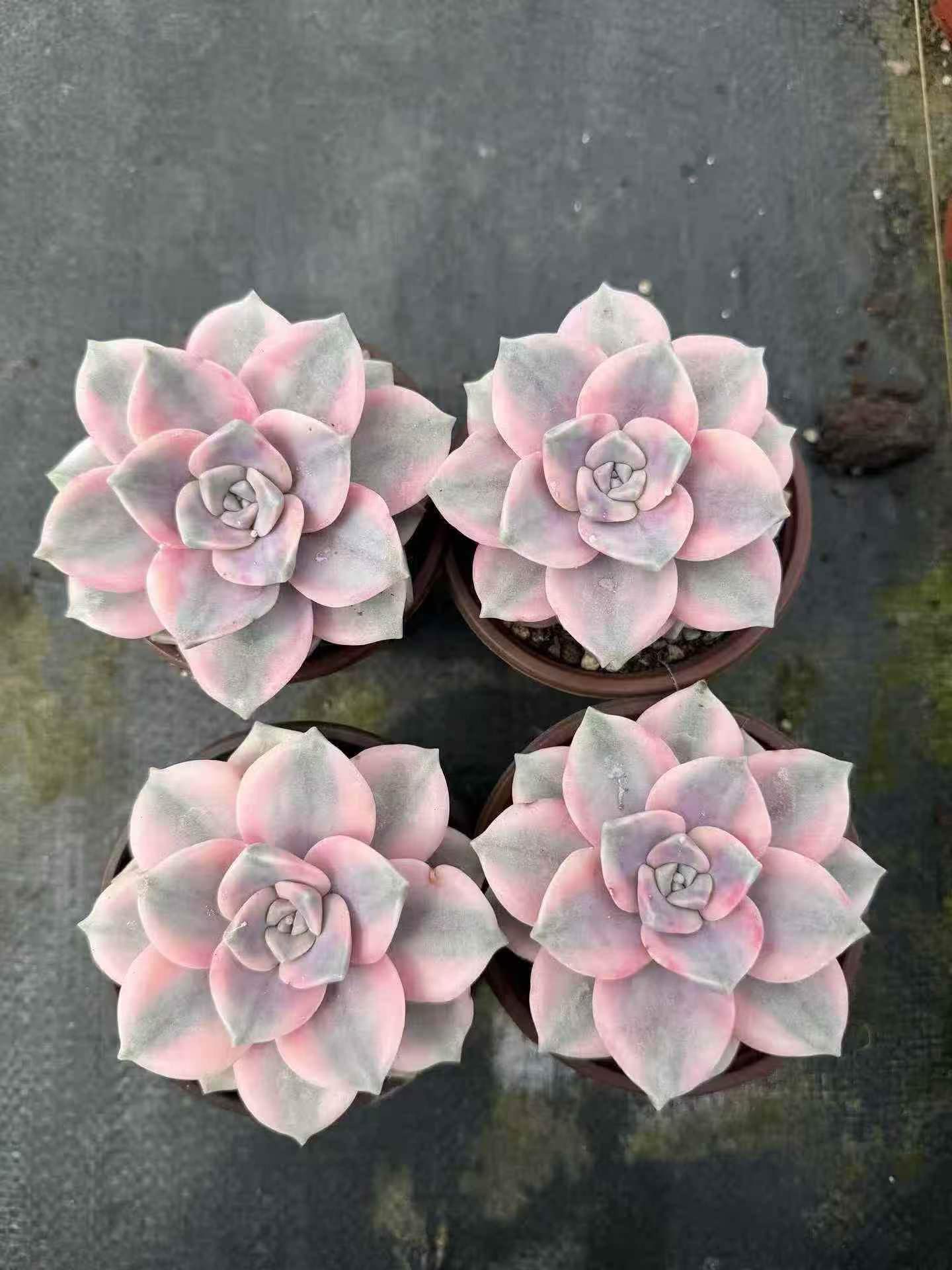 264585 Echeveria Snow White Variegated (9cm pot size)
