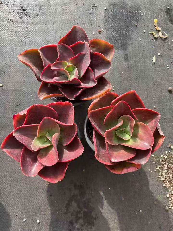 263461 Echeveria Red Glass (12cm pot size)