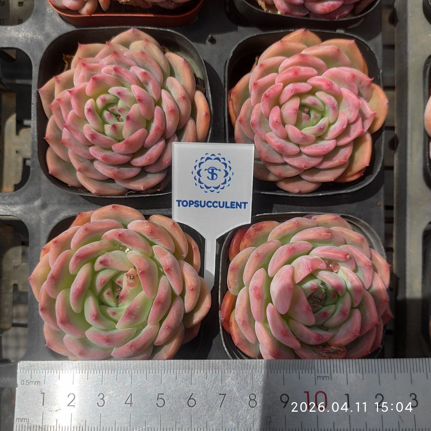 361473 Echeveria Lindsay Rose (6.5cm pot size)