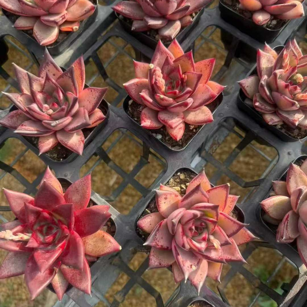 360748 Echeveria Blood Romeo (7cm pot size)