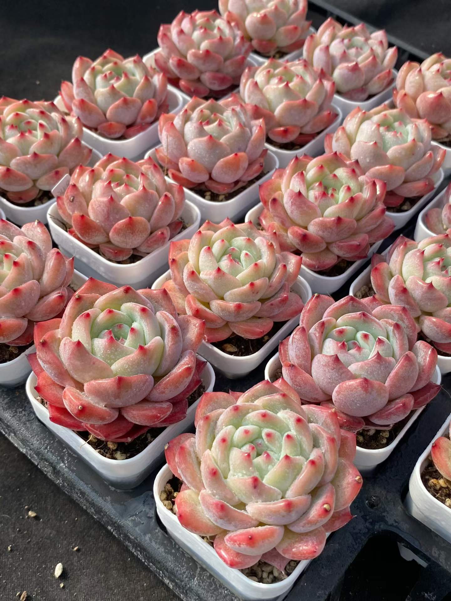 361724 Echeveria Fire Gem (5.5cm pot size)