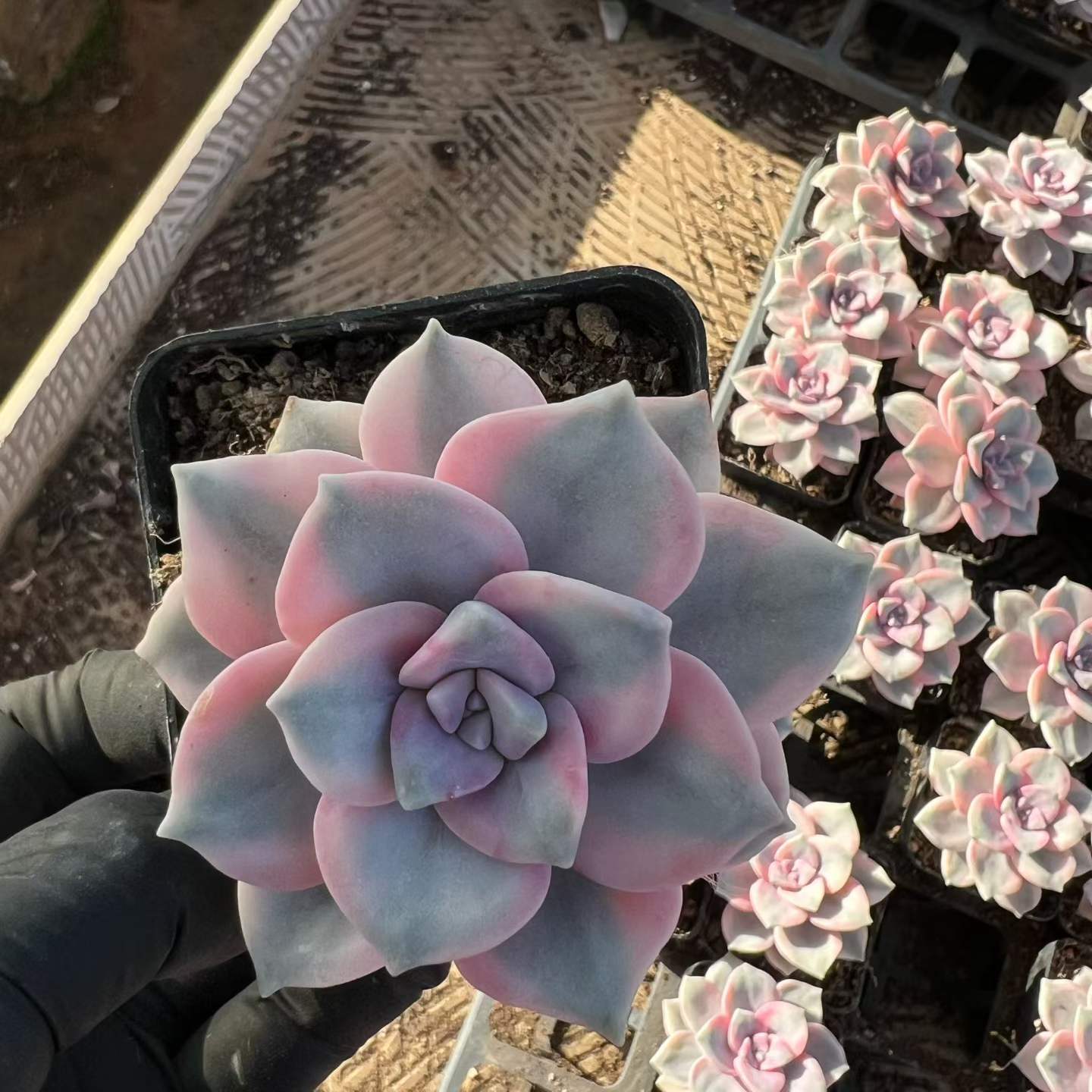 22327 Echeveria Snow White Variegated (7cm pot size)