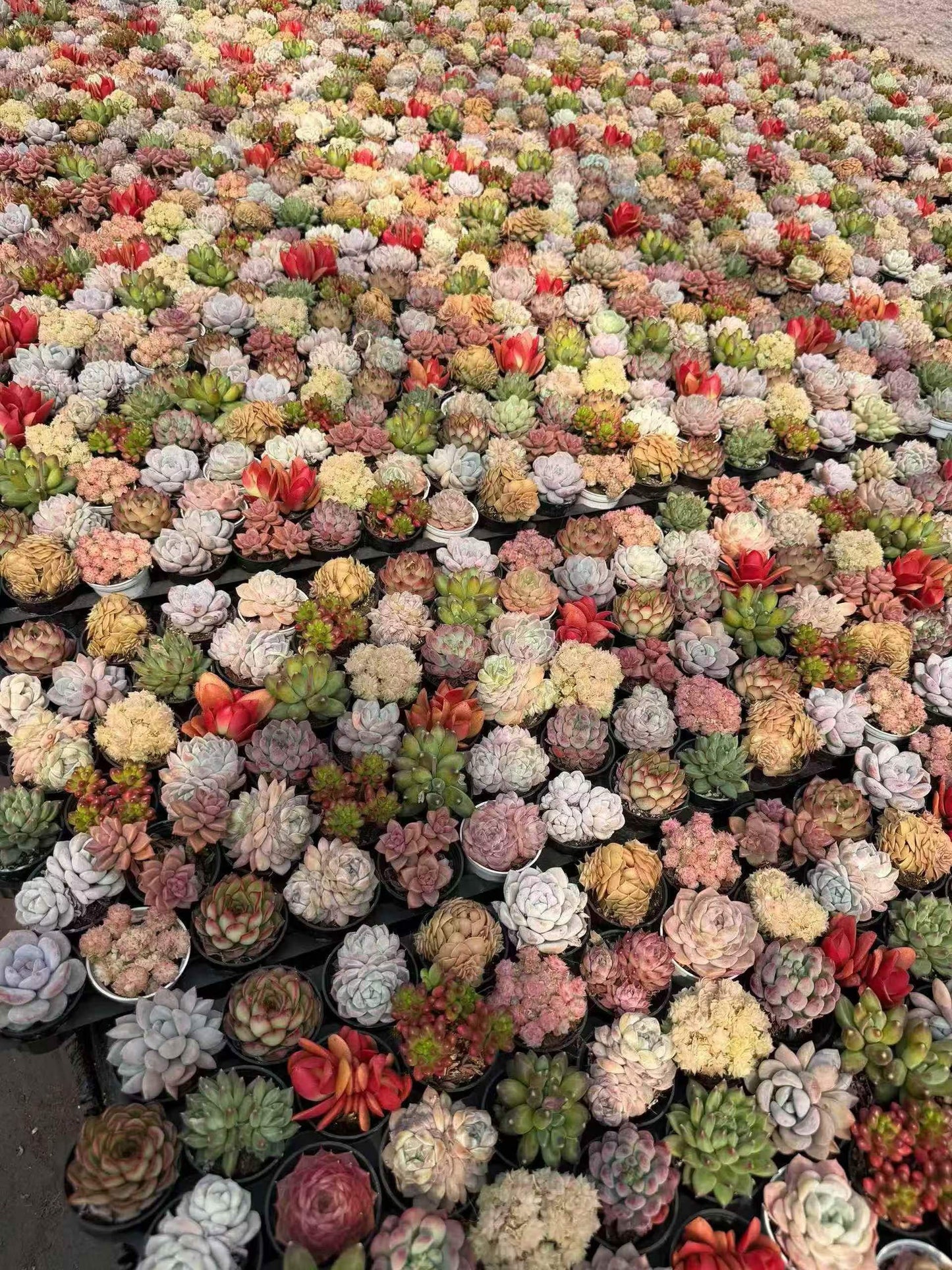 264783 Echeveria Ellie Queen x Purola (5.5cm pot size)