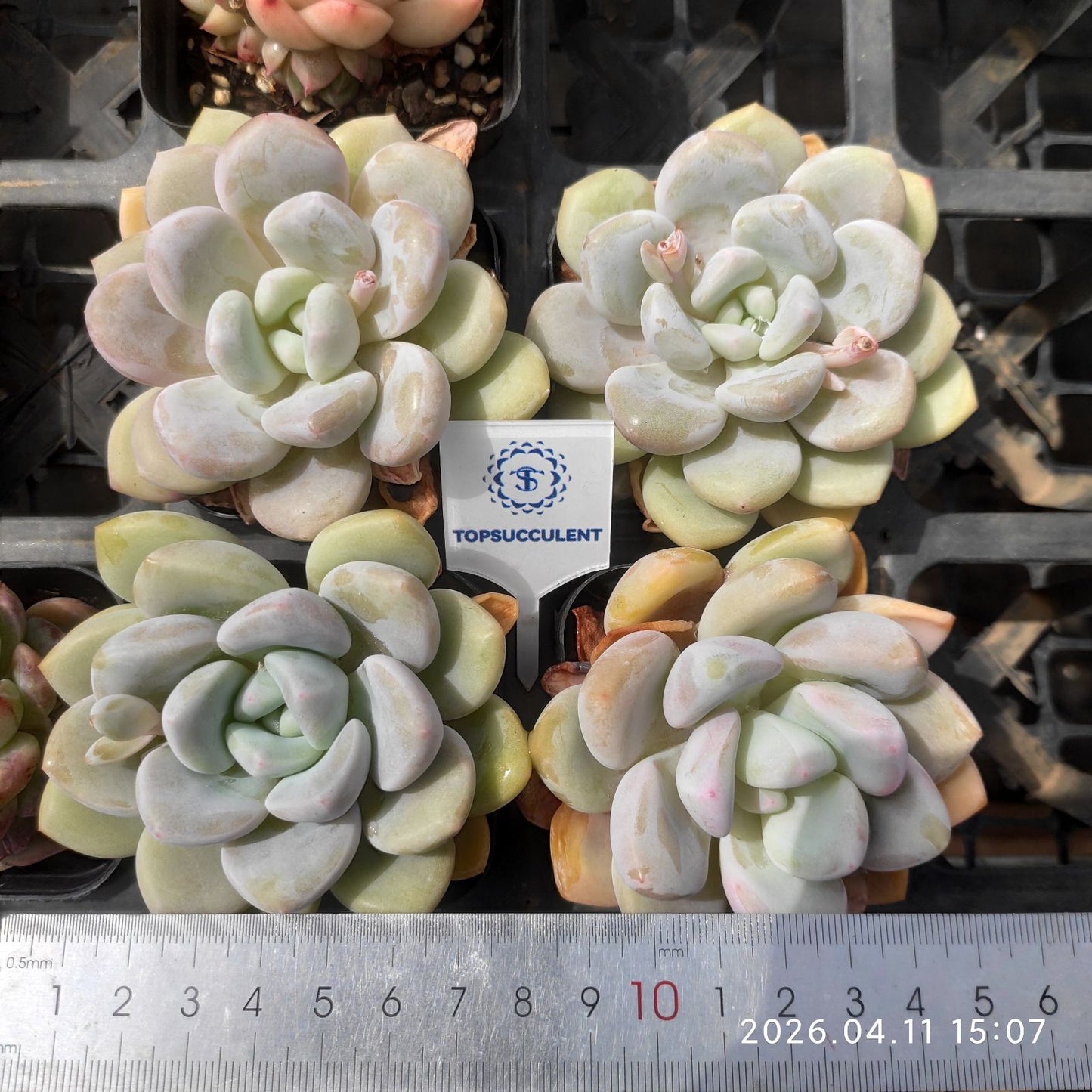 361477 Echeveria White Rabbit (6.5cm pot size)