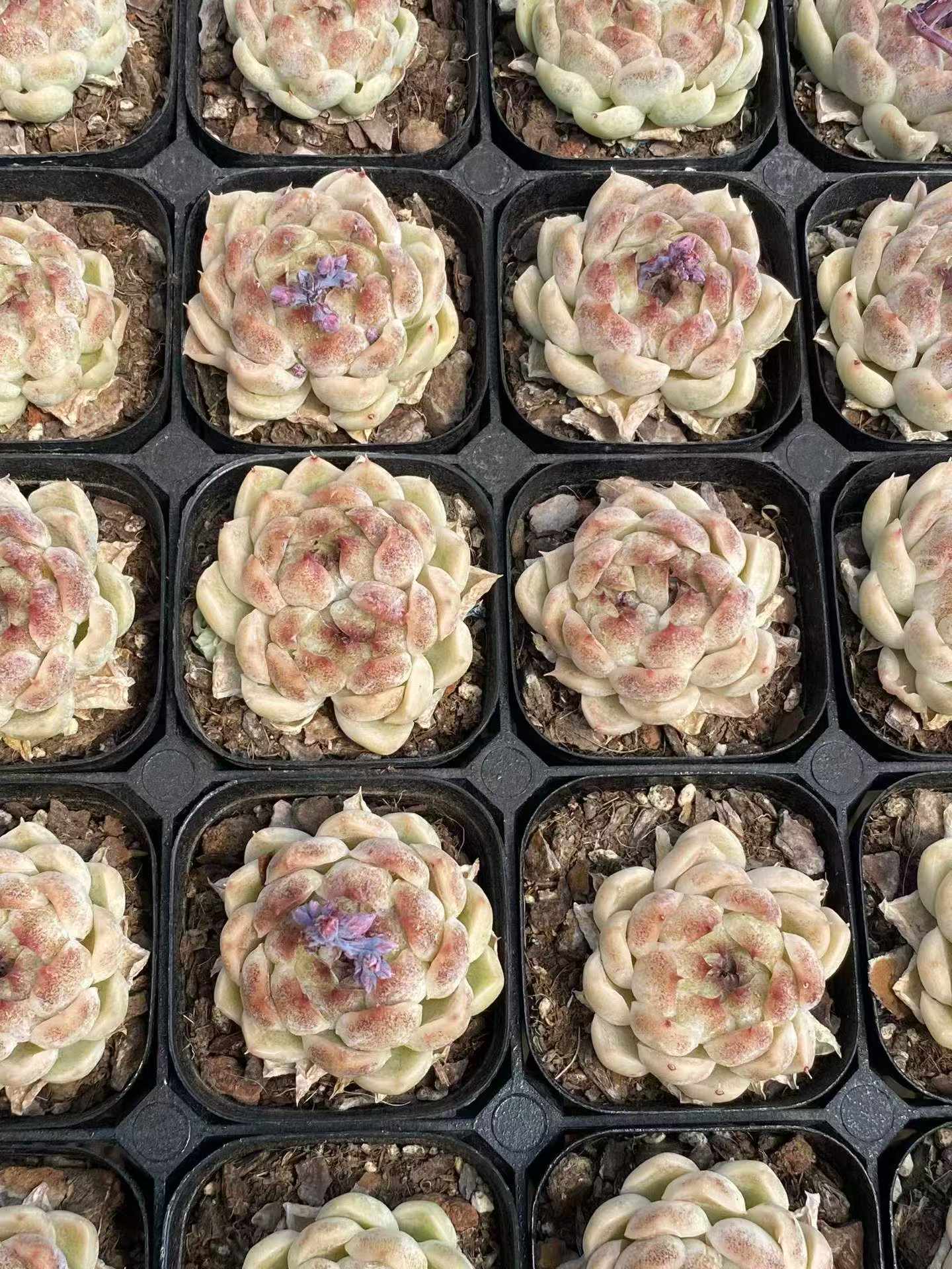361756 Echeveria Black Pearl (6.3cm pot size)