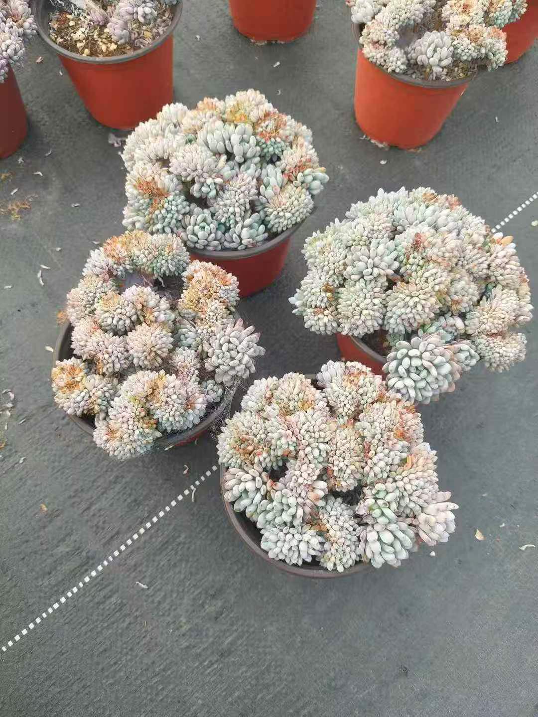 264755 Echeveria Blue Beans Cristata (10cm pot size)