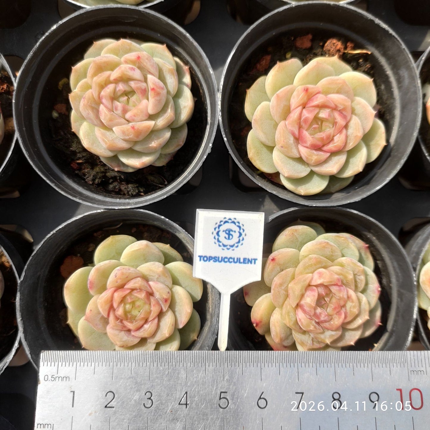 361510 Echeveria Grapefruit (6cm pot size)