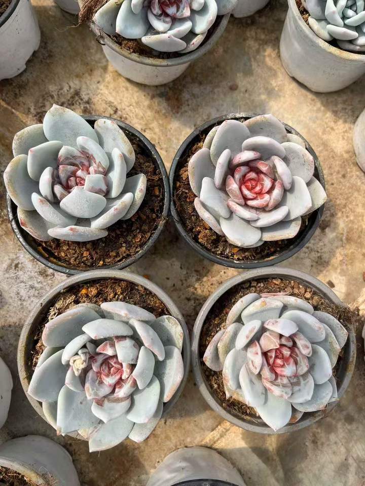 264008 Echeveria SangA (9cm pot size)