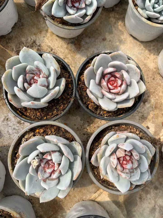 264008 Echeveria SangA (9cm pot size)