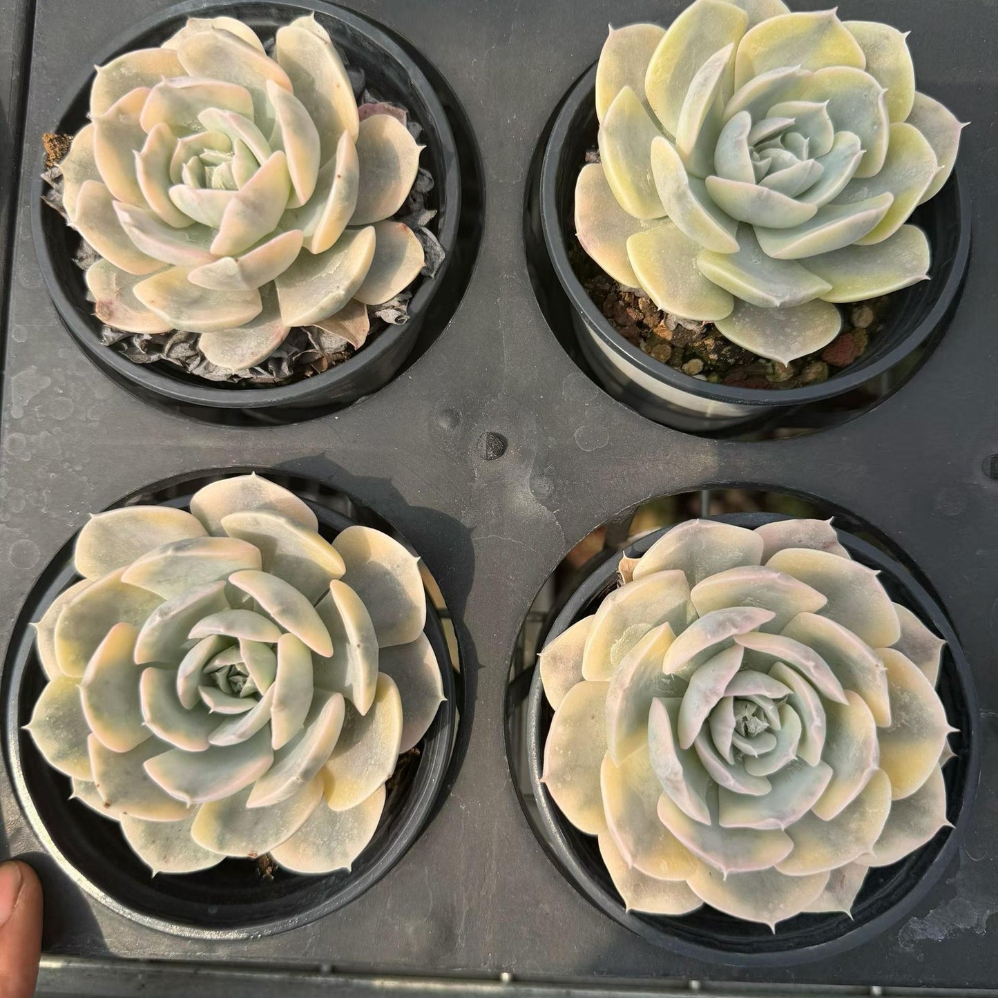 362104 Echeveria Makabenia Variegated (9cm pot size)