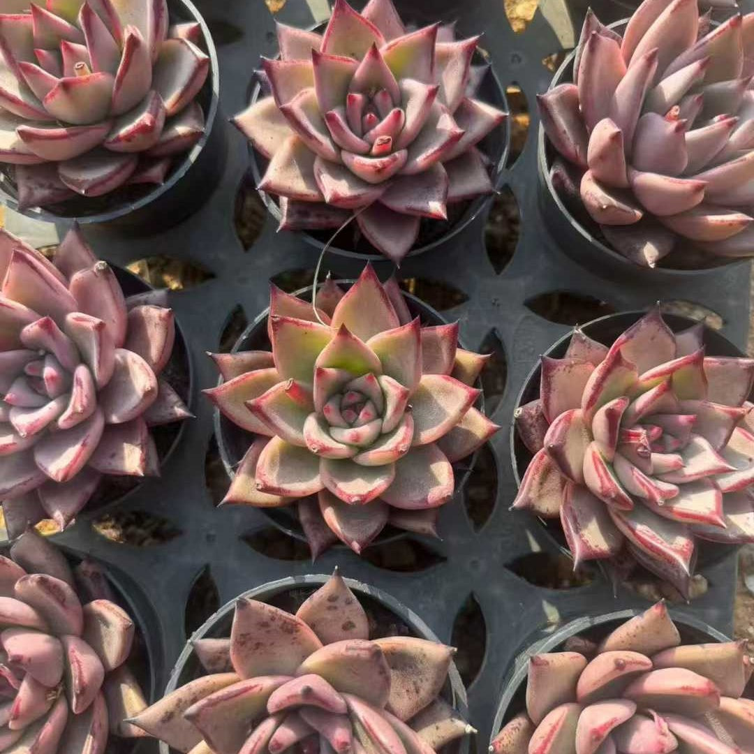 360743 Echeveria Blood Romeo (9cm pot size)