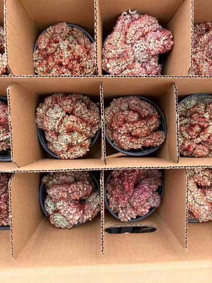 264259 Echeveria Blue Minima Cristata (9cm pot size)