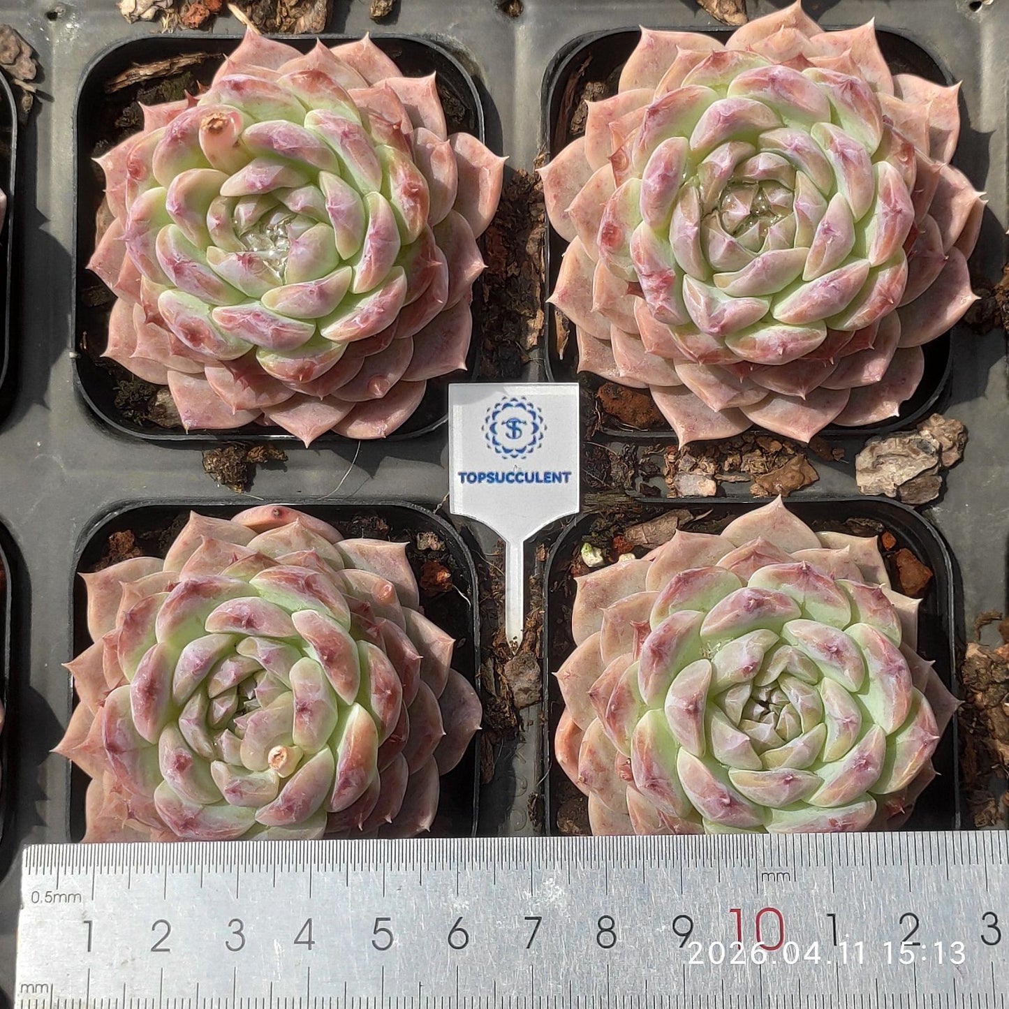 361483 Echeveria Frost Glow (6.5cm pot size)