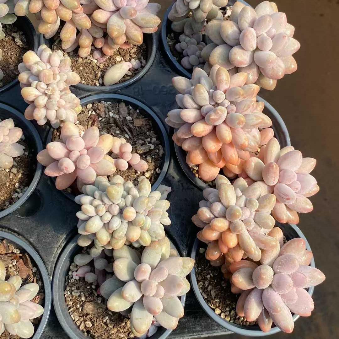 360014 Echeveria Pink Lover Cristata (9cm pot size)