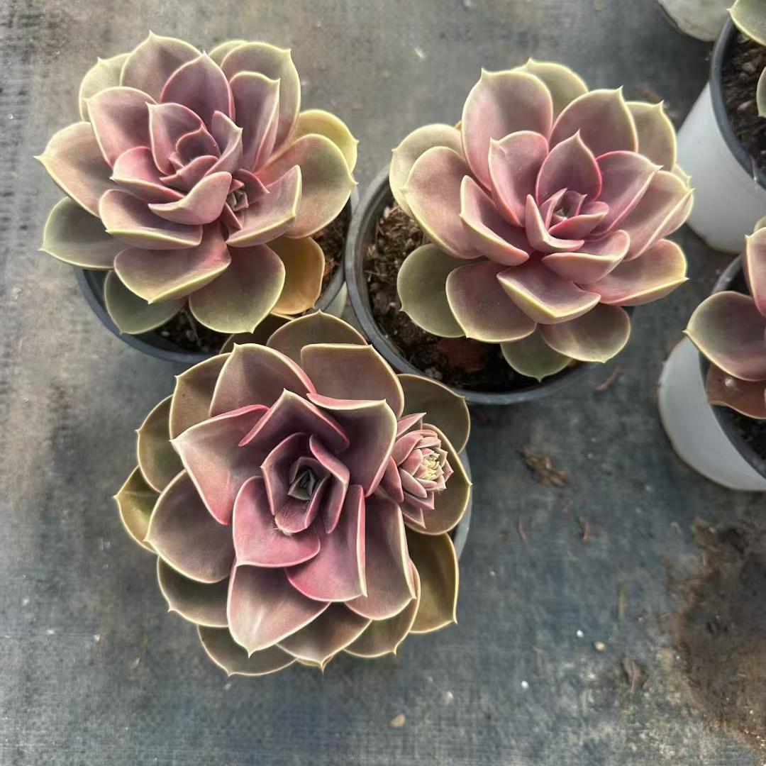 360089 Echeveria Perle von Nurnberg (12cm pot size)