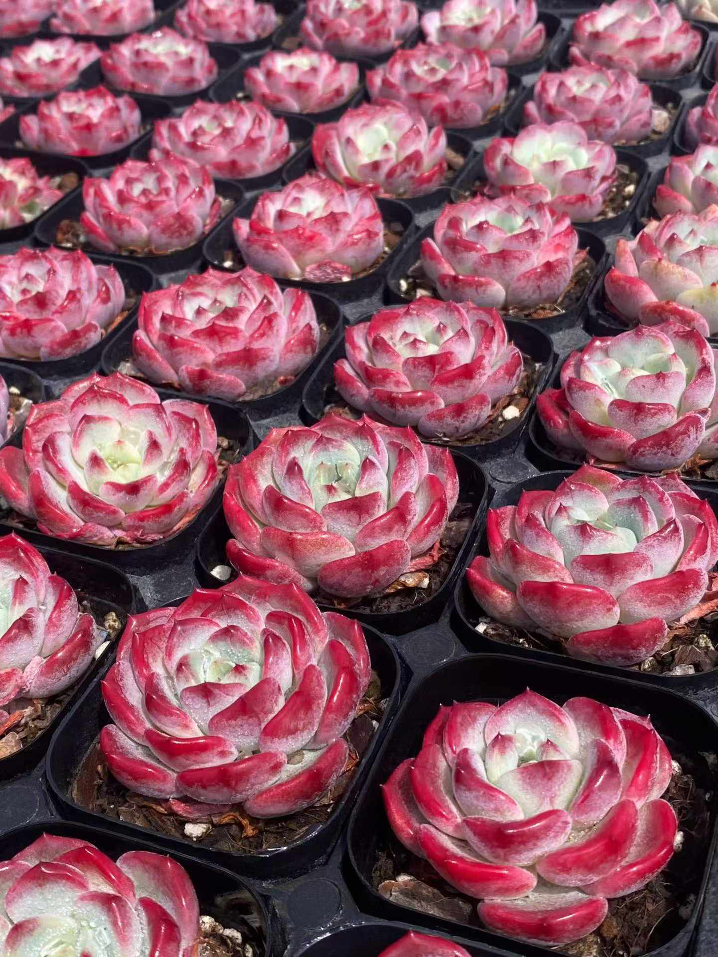 361764 Echeveria Ruby Snow (6.3cm pot size)