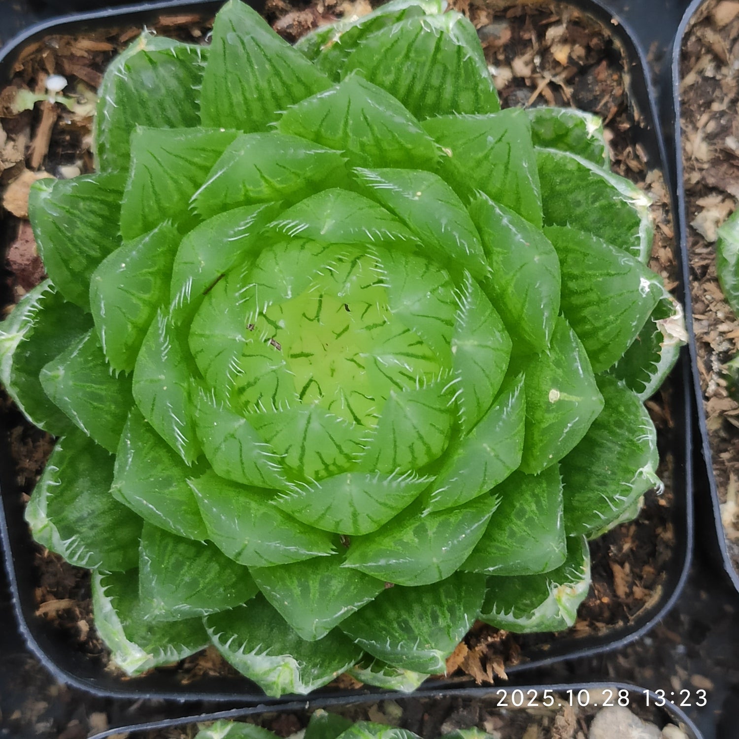 Haworthia Regular Seedling