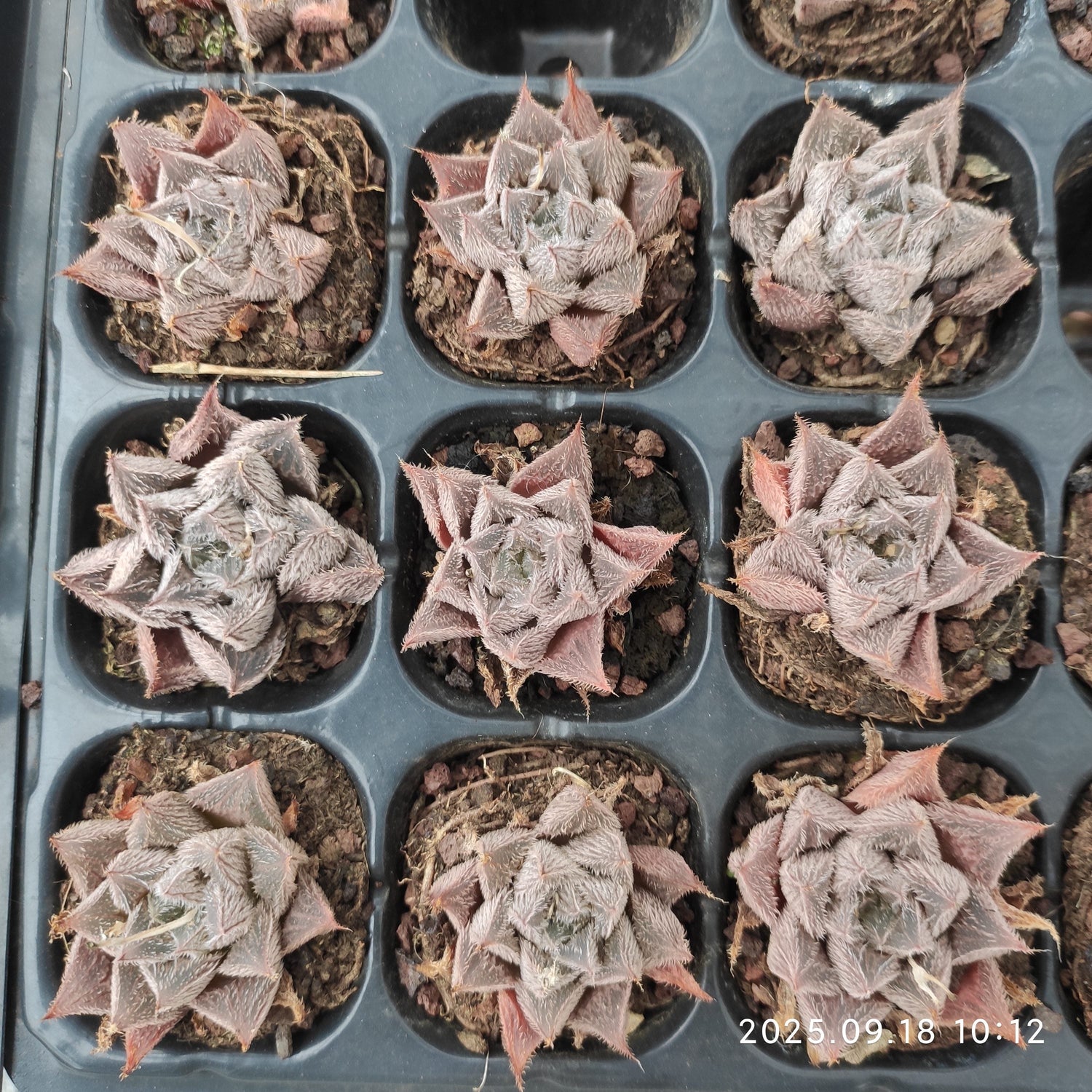 Haworthia Plug Tray Seedlings
