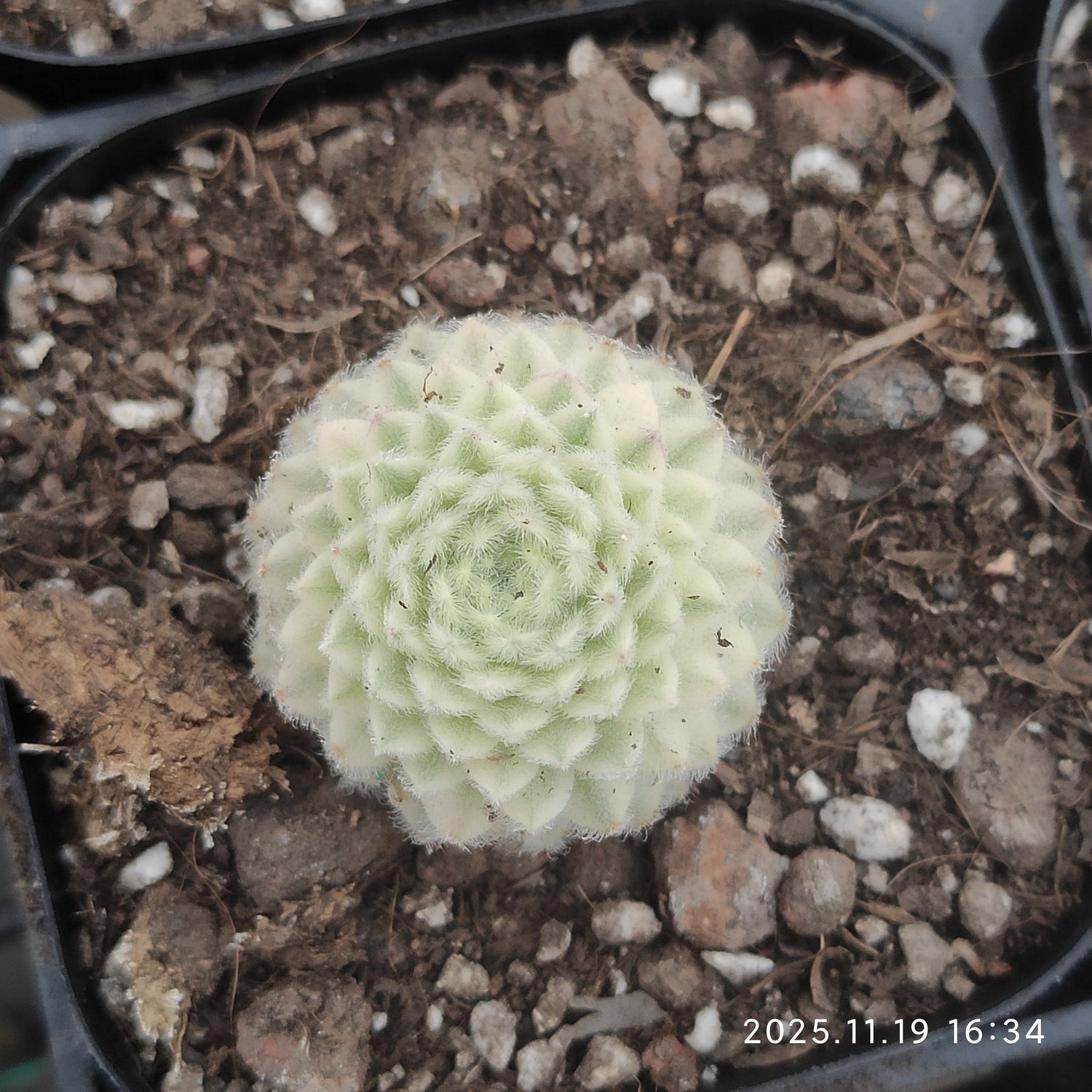 20260115  Sempervivum Update
