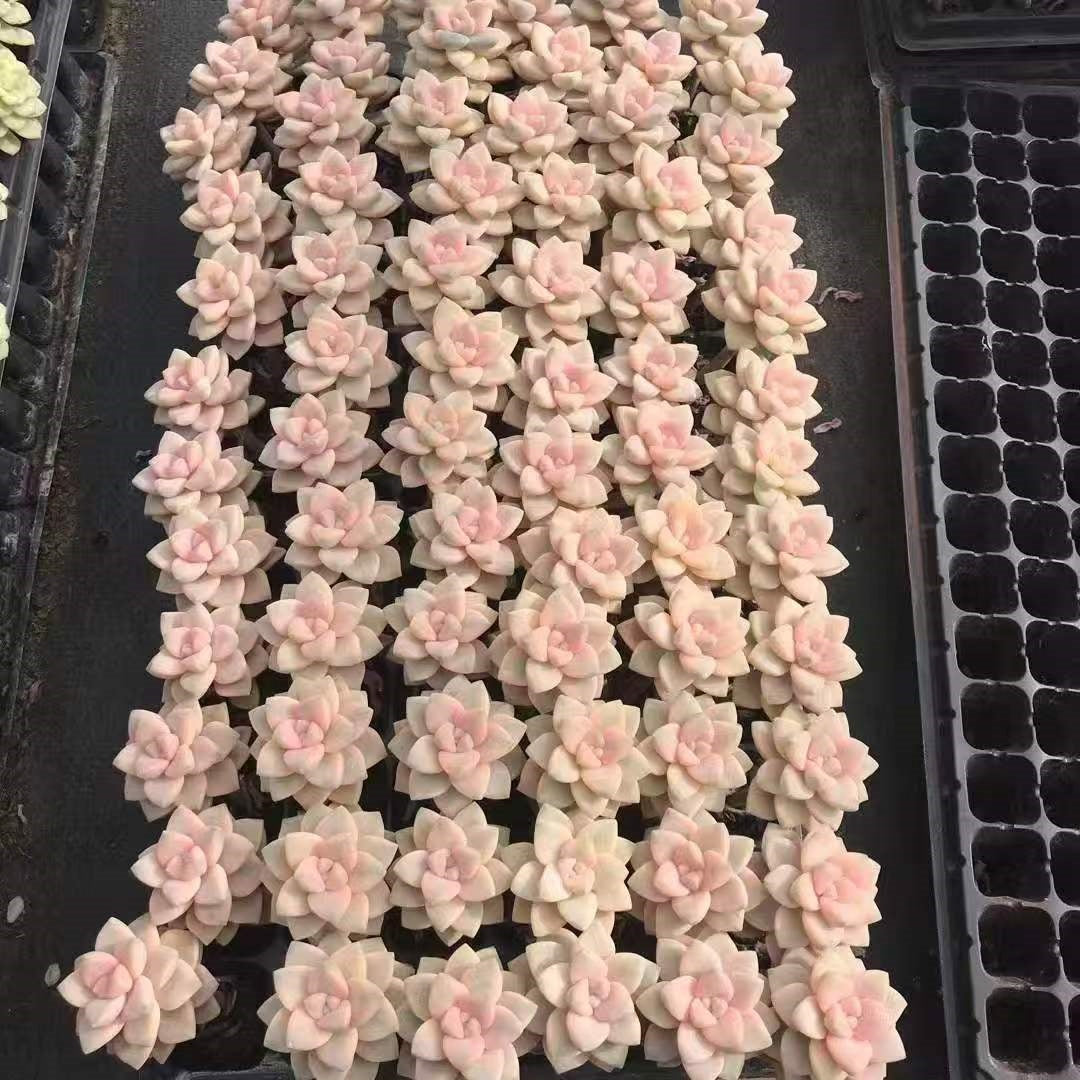 Echeveria Plug Tray Seedlings