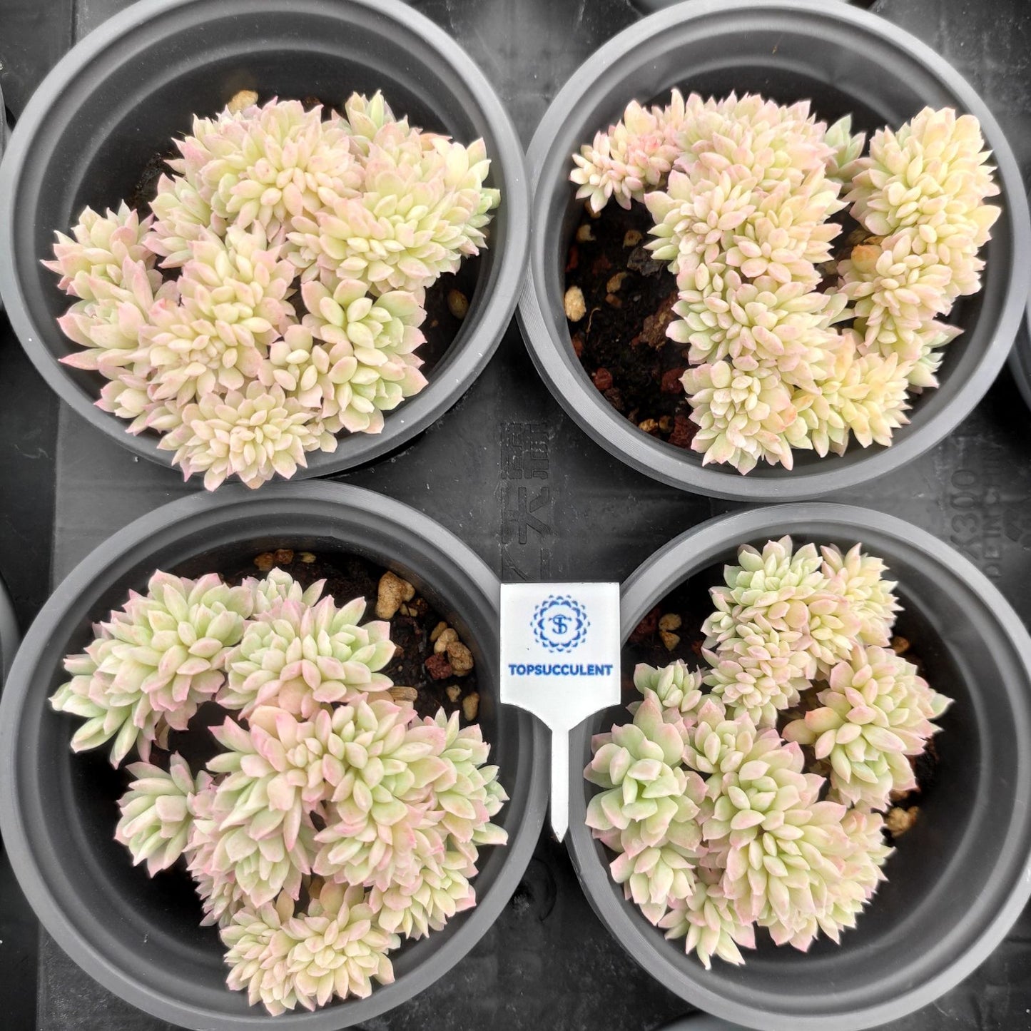 360534 Echeveria Brad Bruana Variegated Cristata (9cm pot size)