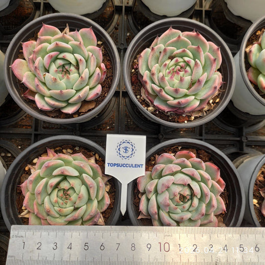 361881 Echeveria Colorata (9cm pot size)