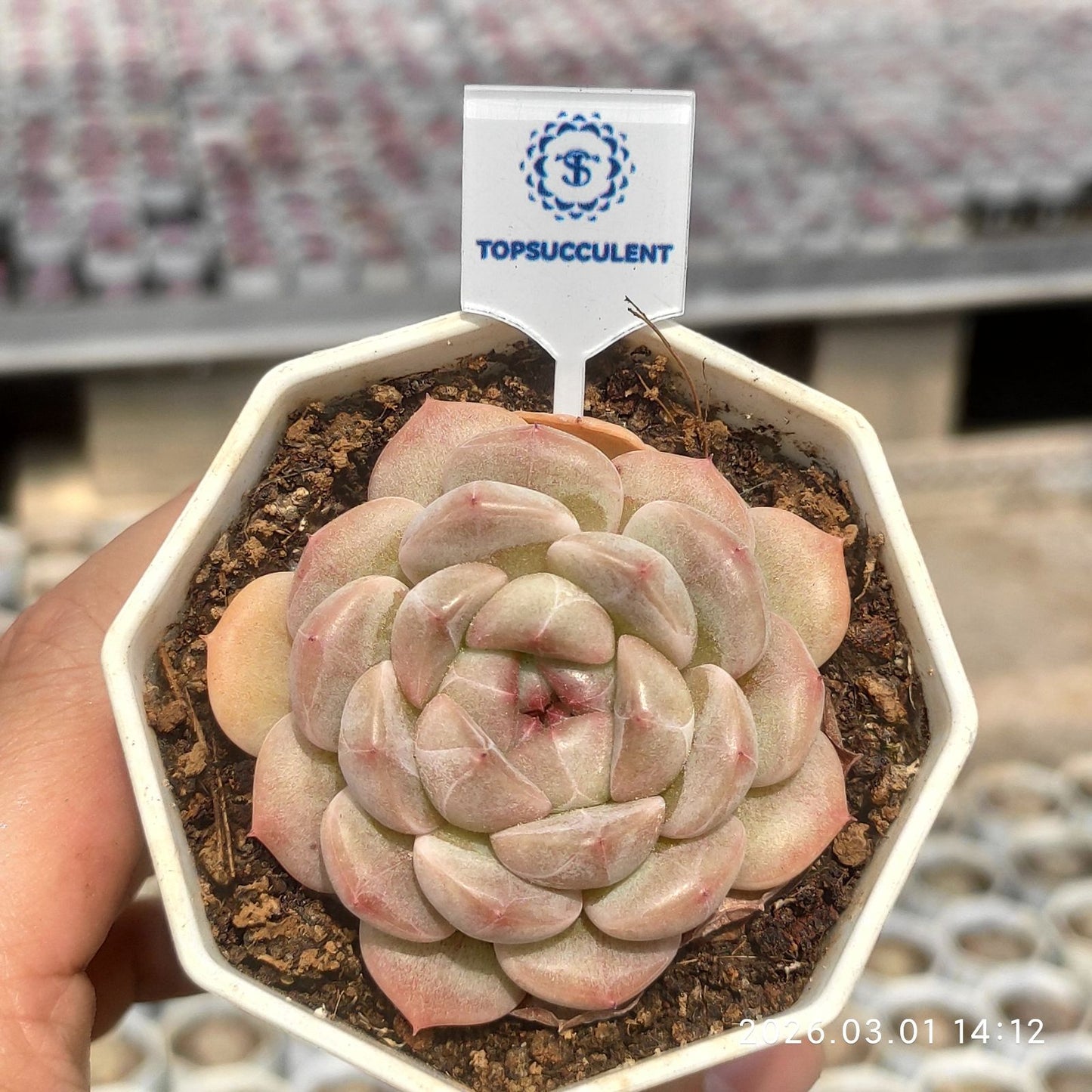 360134  (7cm pot size)