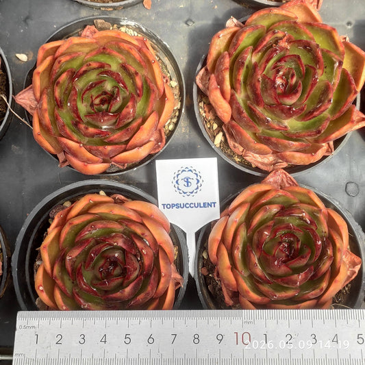 18899 Echeveria Traffic Light (9cm pot size)
