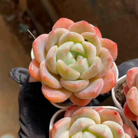 360018 Echeveria Day Dream (5.5cm pot size)