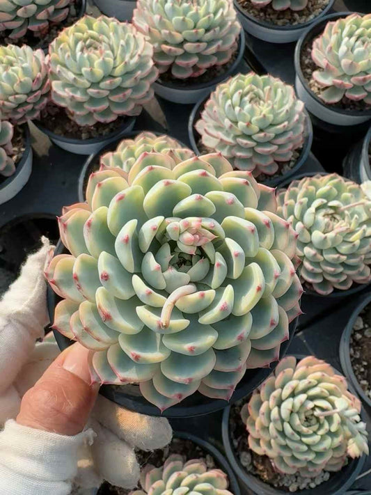 361813 Echeveria White Minima Variegated (9cm pot size)