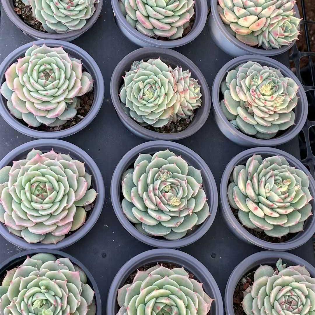 361119 Echeveria Blue Eyes (9cm pot size)