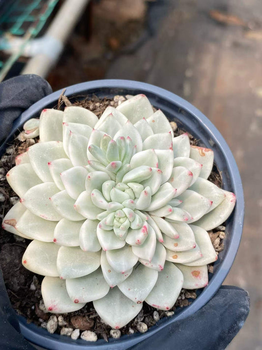 362067 Echeveria Ice Snow Beauty Variegated (9cm pot size)