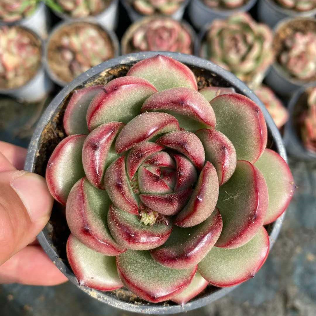 360233 Echeveria Marlboro (9cm pot size)