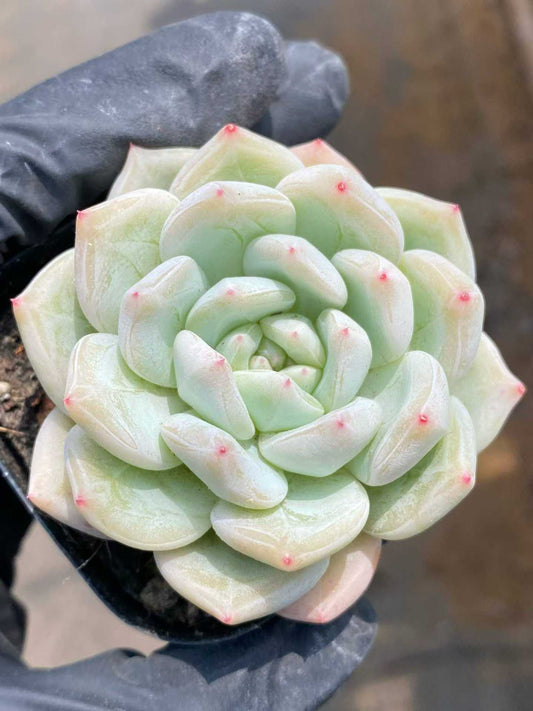 362069 Echeveria Green Feather (6.3cm pot size)