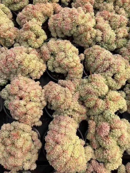 T26518 Echeveria Ball of Fat Cristata (9cm pot size)