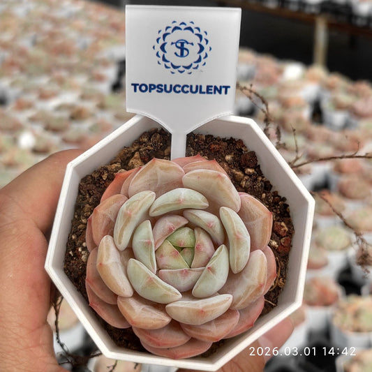 360146  (7cm pot size)