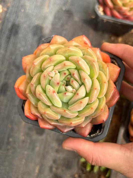 264142 Echeveria Luna (9cm pot size)