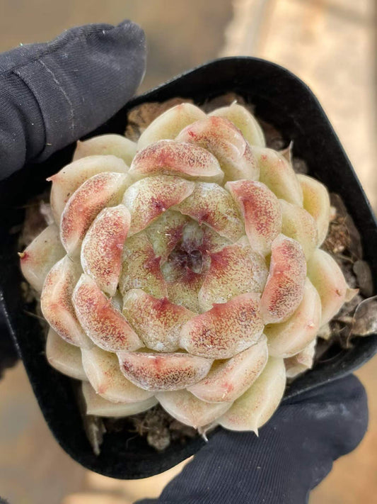 361756 Echeveria Black Pearl (6.3cm pot size)